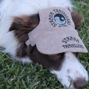 A dog with a hat on its head.