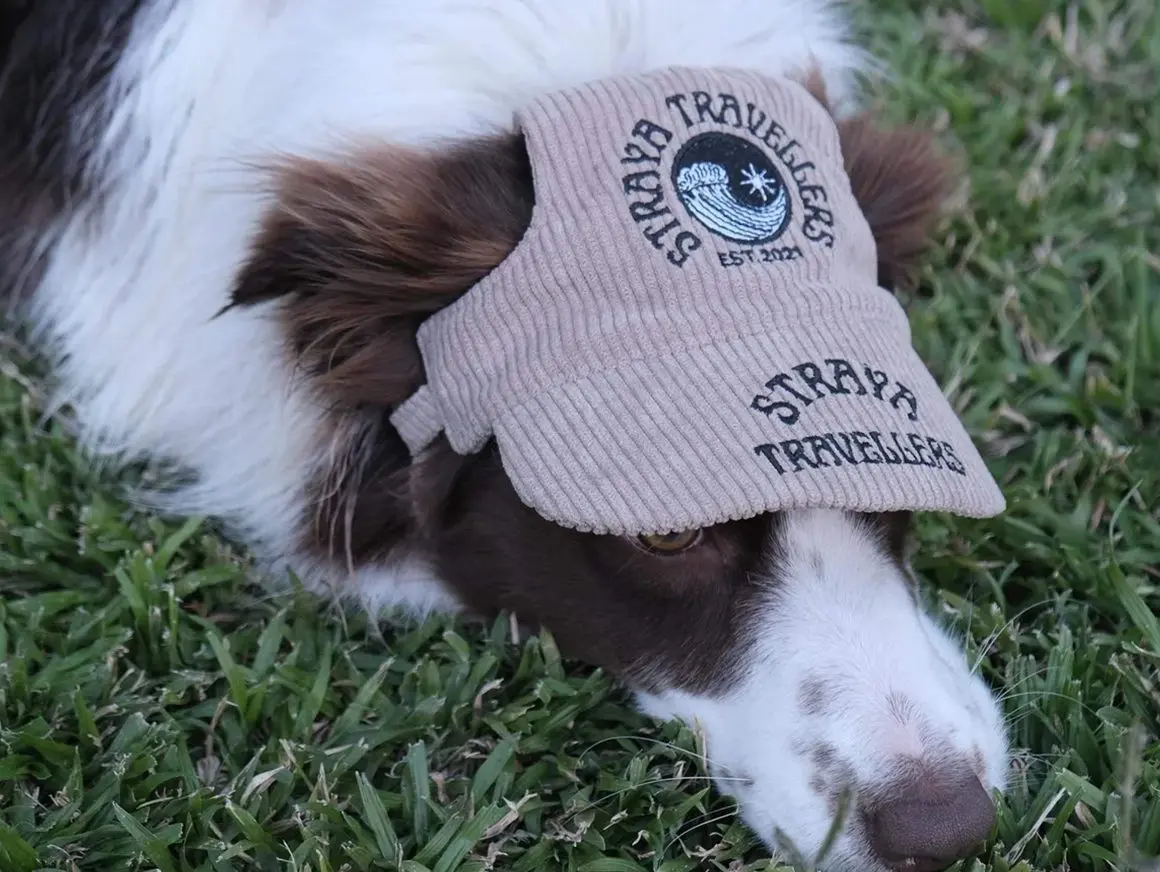 A dog with a hat on its head.