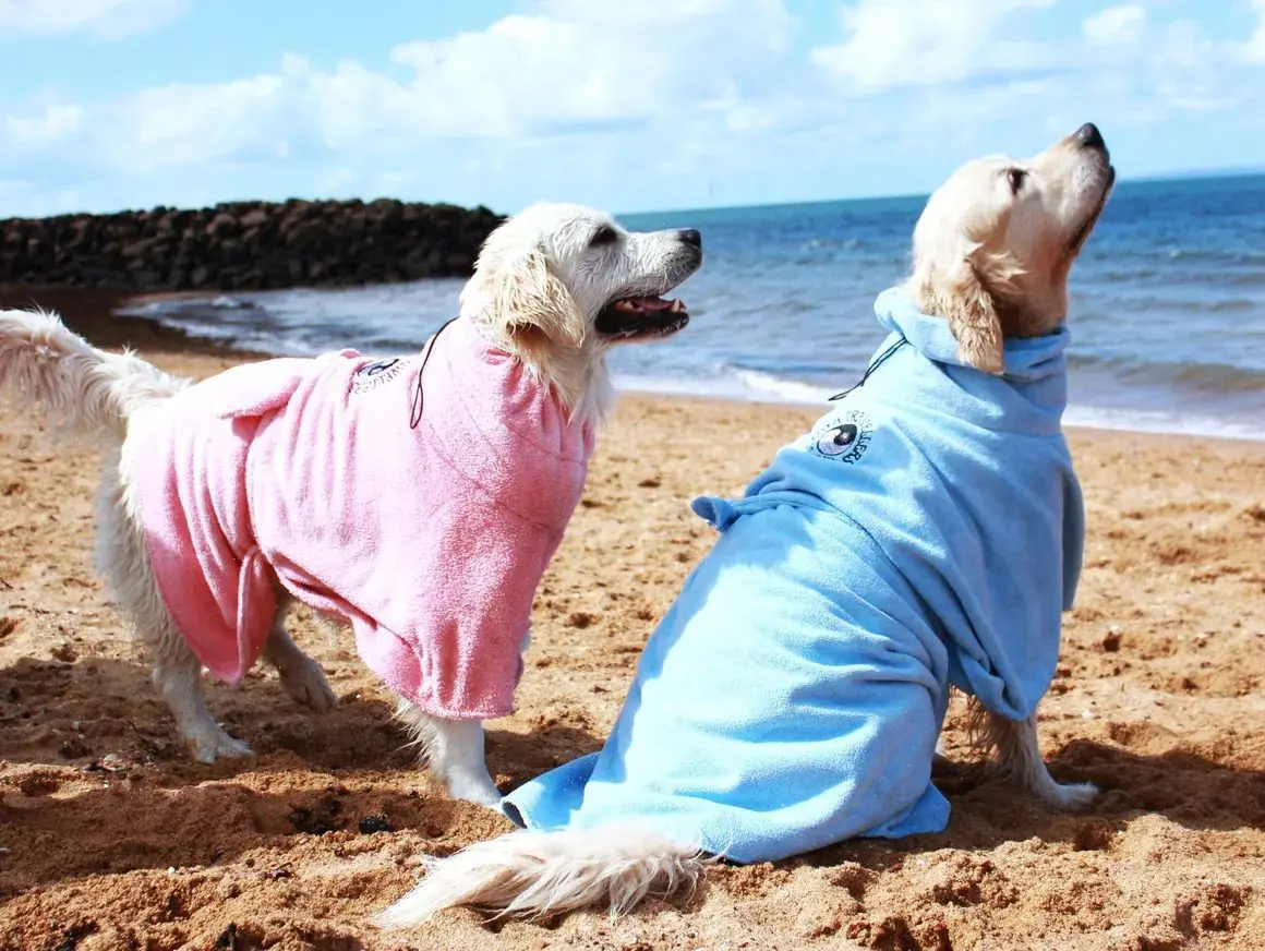 Two dogs are sitting on the beach wearing jackets.