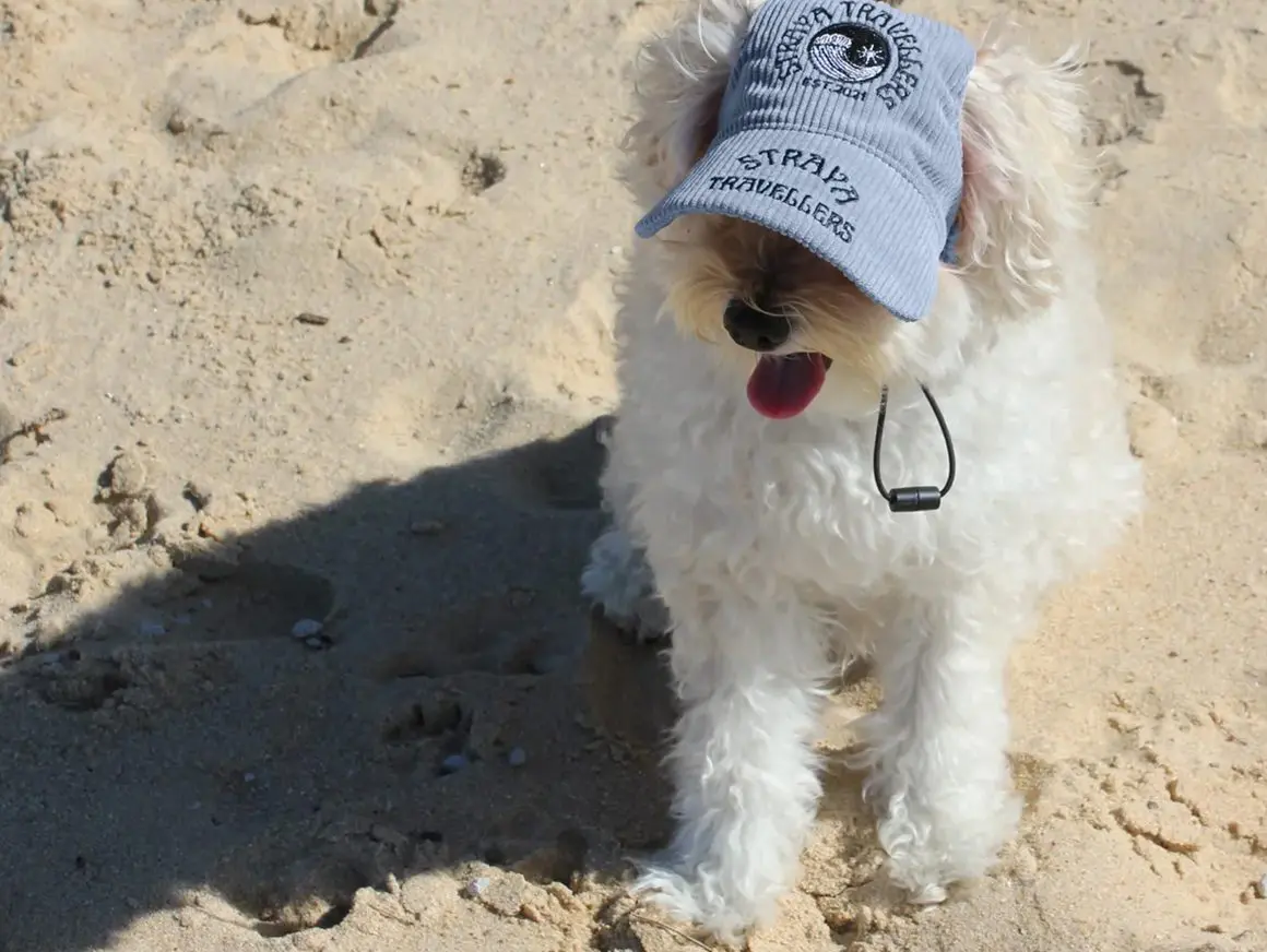 A white dog wearing a hat on the beach.