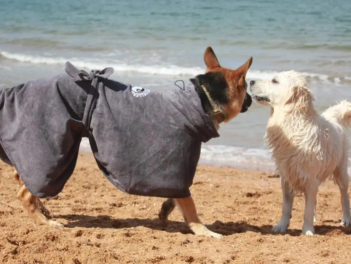 A dog and a sheep are on the beach.