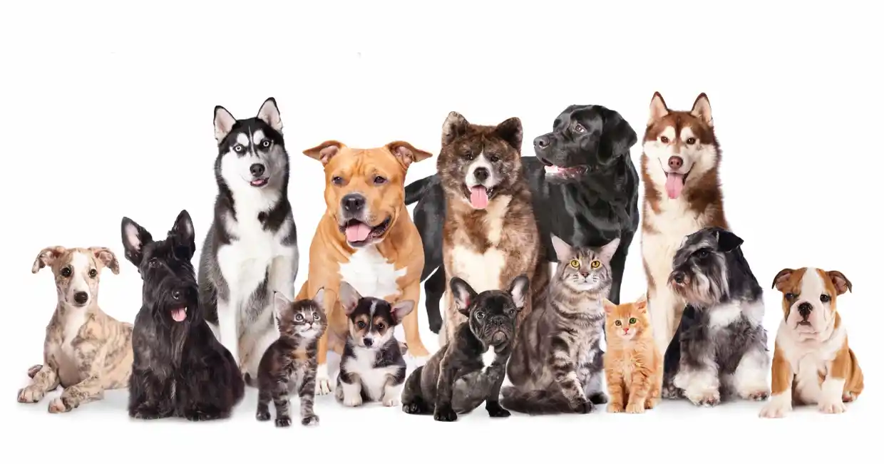 A group of dogs and cats sitting together.