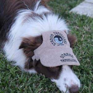 A dog with a hat on its head.