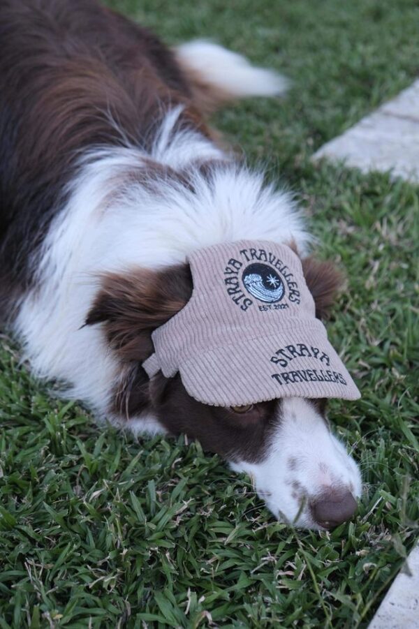 A dog with a hat on its head.