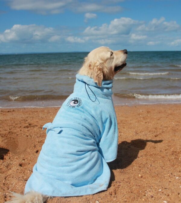 A dog is sitting on the beach in his blue towel.