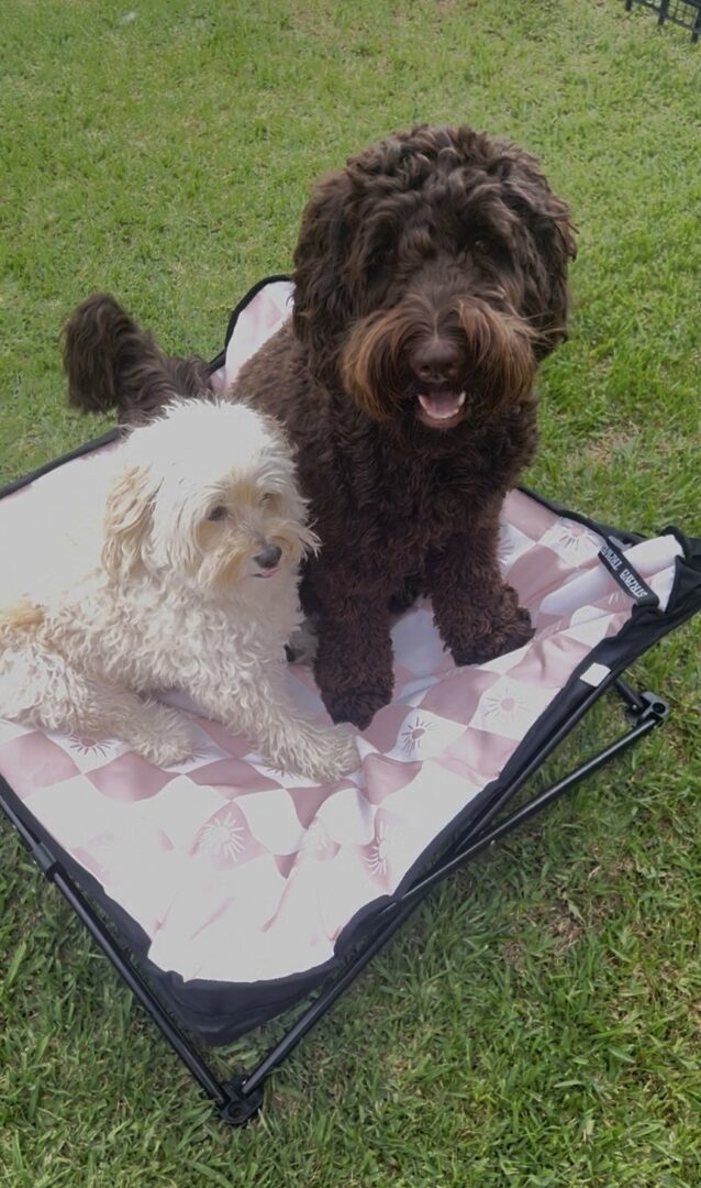 large both dogs on new design